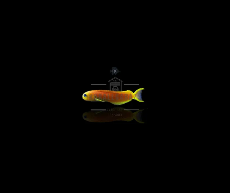 Ecsenius Midas